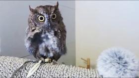 Попугаи и милые птицы. Смешные видео приколы про птиц. Cute Birds