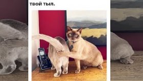 Очень короткие приколы и мемы с озвучкой на 23 января 2022