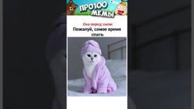Минутка мемов про котов с озвучкой. Выпуск за 6 Июня.
