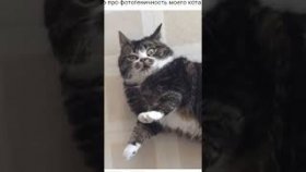 Мемы и приколы с котами на 6 декабря 2022