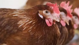 Разведение кур как бизнес