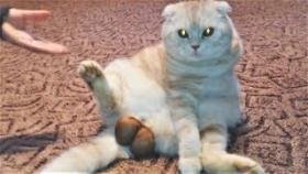 Лучшие приколы с Животными за неделю. Спорим вы улыбнётесь?