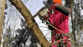 Удаление деревьев: основные особенности