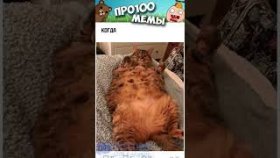 Мемы и приколы с котиами на 4 декабря 2022
