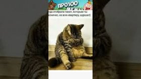 Короткие мемы с озвучкой на 28 февраля 2023