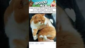 Коти и ну очень короткие мемы с ними на 27 октября