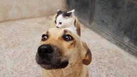 Одинокий котёнок убедил собаку стать его мамой