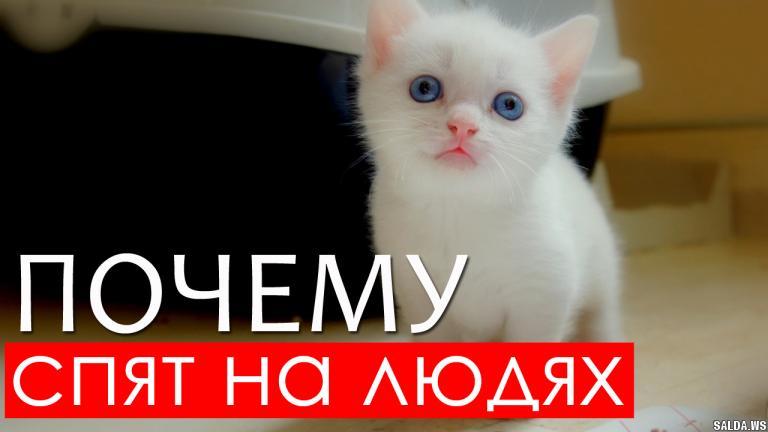 Открыть в полный размер