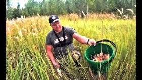 Тихая охота! В лесу море грибов, хоть косой коси!
