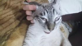 Кошки и собаки засони