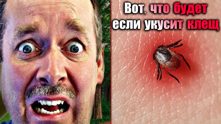 Открыть в полный размер