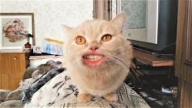 О чём поют коты? ( Привет я КОТ )