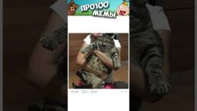Мемы и короткие приколы с котиками на 7 декабря