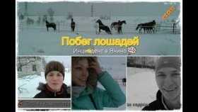Лошади убежали.  Инцидент
