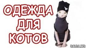 Коты модники /Костюмы для котов