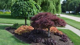 Применение лиственных деревьев в ландшафтном дизайне: интересные идеи