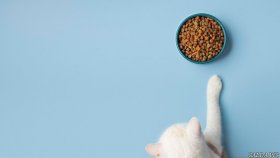 Как выбрать сухой корм для котенка: советы для заботливых владельцев
