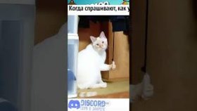 Котики и мемы с ними на 9 декабря 2022