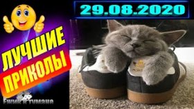 Ёжик в Тумане ПРИКОЛЫ из Инстаграма 2020 / COUB BEST 2020 / КУБ/ CUBE / КОУБ АВГУСТ 2020