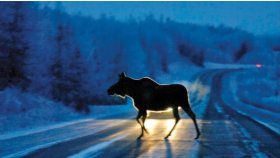 ВНИМАНИЕ, ВОДИТЕЛИ! ОПАСНОСТЬ ВЫХОДА ЛОСЕЙ НА ПРОЕЗЖУЮ ЧАСТЬ!