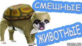 Приколы с животными|Самые Смешные Собаки Коты и Кошки|Отборные лучшие приколы 2016 2017|Дети приколы смешные видео