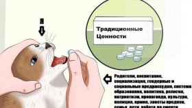 Какой смысл власть вкладывает в понятие традиционных ценностей