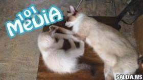 Смешные и милые животные приколы 2017 про животных Коты и собаки питомцы