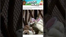 Ну очень короткие мемы с озвучкой на 25 февраля