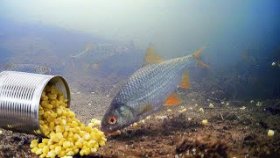 Как быстро Плотва съест Банку Консервированной Кукурузы? Подводная съемка