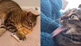 Подборка Приколов С Котами