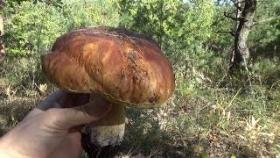 За грибами. Неожиданная находка.