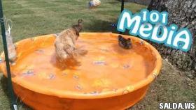 Смешные животные || Funny Animals приколы 2017 про животных Funny Animals For Kids