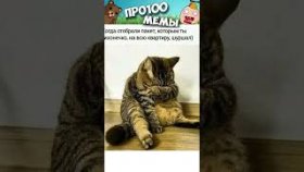 Мемы про котиков на 28 февраля 2023