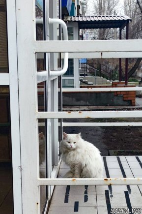 Открыть в полный размер