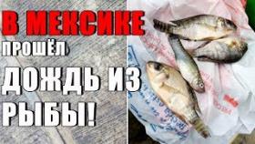 В Мексике прошел дождь из рыбы!
