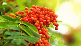 Посадка рябины — простые правила надёжного результата