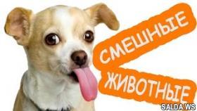 Новые смешные видео про животных|Cамые смешные коты кошки и собаки