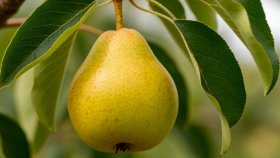 Какие плодовые деревья выбирать для посадки в саду?