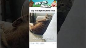 Котики и мемы с ними на 4 декабря