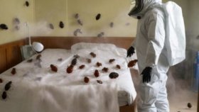 Дезинсекция от клопов