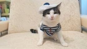 Русские приколы с котами подборка за конец ноября