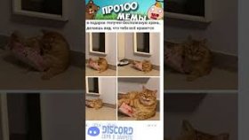 Мемы с котами на 5 декабря