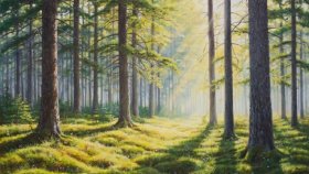 Как средства радиосвязи помогают работникам лесной промышленности