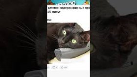 Очень короткие мемы про котей и собак на 27 февраля