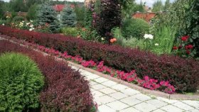 Покупка барбариса для участка: выгодная трата