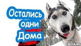 Примите поздравление я нашкодил Приколы про животных