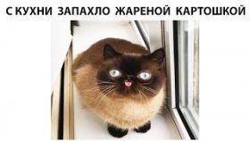 Мемы с озвучкой на 27 марта 2022