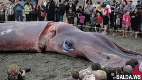 10 аномально больших животных 2 часть
