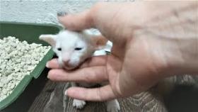 Приколы про животных Самые Смешные и Милые Животные Собаки Щенки и Коты Котята