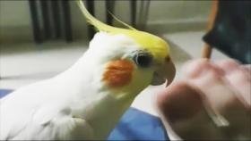 КОТ ИЛИ КОШКА ЕСТ МОРОЖЕНОЕ СОБАКА ХРАПИТ СМЕШНЫЕ ВИДЕО ПРО ЖИВОТНЫХ Funny Di Pets